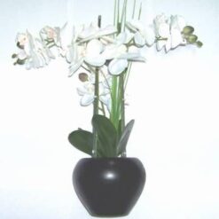 Ghiveci cu orhidee alba pentru bunastare si noroc