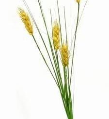 Spicul Bogatiei - remediu de noroc