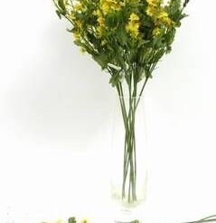 Floarea norocului la teste si examene - 5 fire