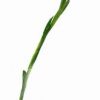 Floare de iris - 86 cm