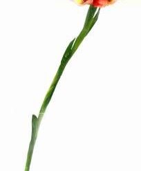 Floare de iris - 86 cm