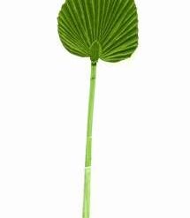 Frunza de palmier - 71 cm