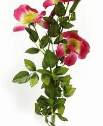 Bujorul armoniei in cuplu - 11 fire