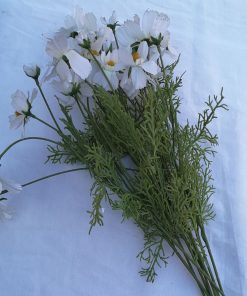Margareta alba cu trei flori -pentru succes la examene - 9 buc