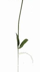 Bujor albastru - 5 fire