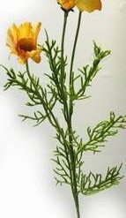 Floare portocalie pentru stimularea planului sexual 9 fire