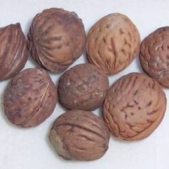 Fructele inteleptilor Fuk, Luk si Sau