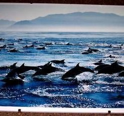 Tablou Feng Shui cu delfinii norocosi