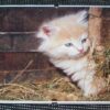 Tablou Feng Shui pentru acest an
