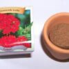 Mini ghiveci cu floarea dragostei - barba imparatului
