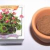 Mini ghiveci cu floarea norocului - oxalis
