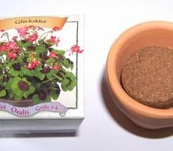 Mini ghiveci cu floarea norocului - oxalis