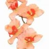 Orhideea fericirii - floare Feng Shui