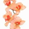 Orhideea fericirii - floare Feng Shui