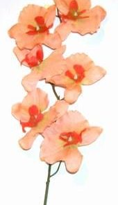 Orhideea fericirii - floare Feng Shui