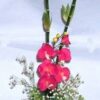 Aranjament Feng Shui cu bambus, orhidee si florile fericirii