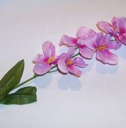 Orhidee Feng Shui - roz