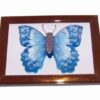 Tablou 3D Feng Shui cu fluturele prosperitatii